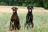 DOBERMANN 233